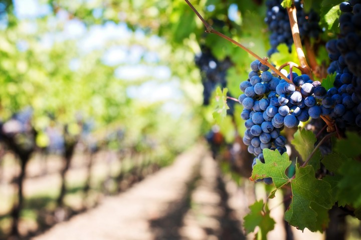 L’Italia è lo Stato con il più ricco patrimonio di uve autoctone del pianeta.
